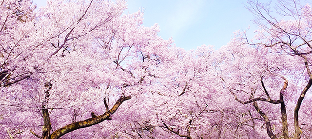 お花見公園へお届け